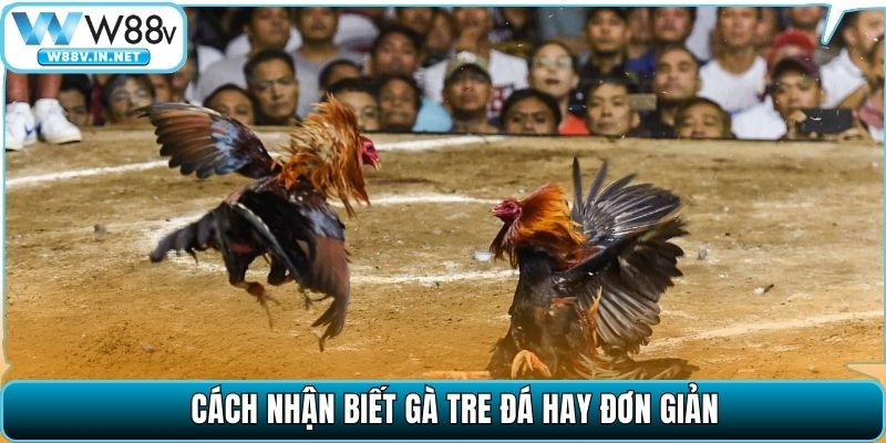 Cách nhận biết gà tre đá hay đơn giản