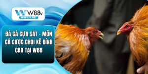 Đá Gà Cựa Sắt – Môn Cá Cược Chọi Kê Đỉnh Cao Tại W88