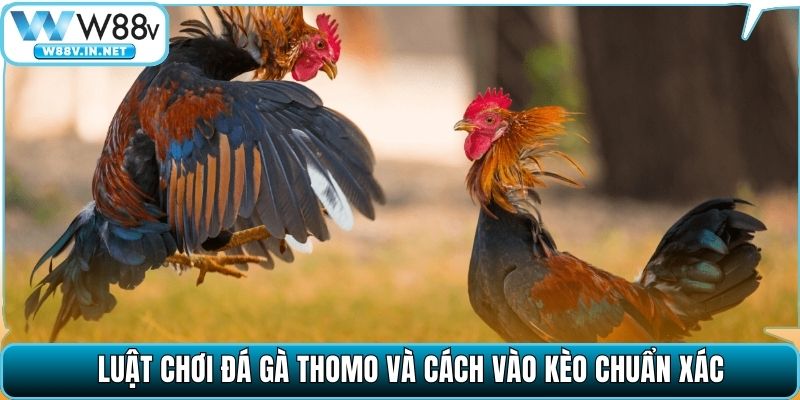 Luật chơi đá gà Thomo và cách vào kèo chuẩn xác